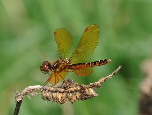 Male
2008_08_08_Floyd